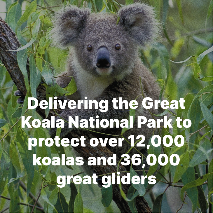 Delivering the Great Koala National Park